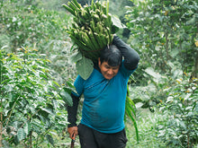 Load image into Gallery viewer, Peru Finca El Eucalipto